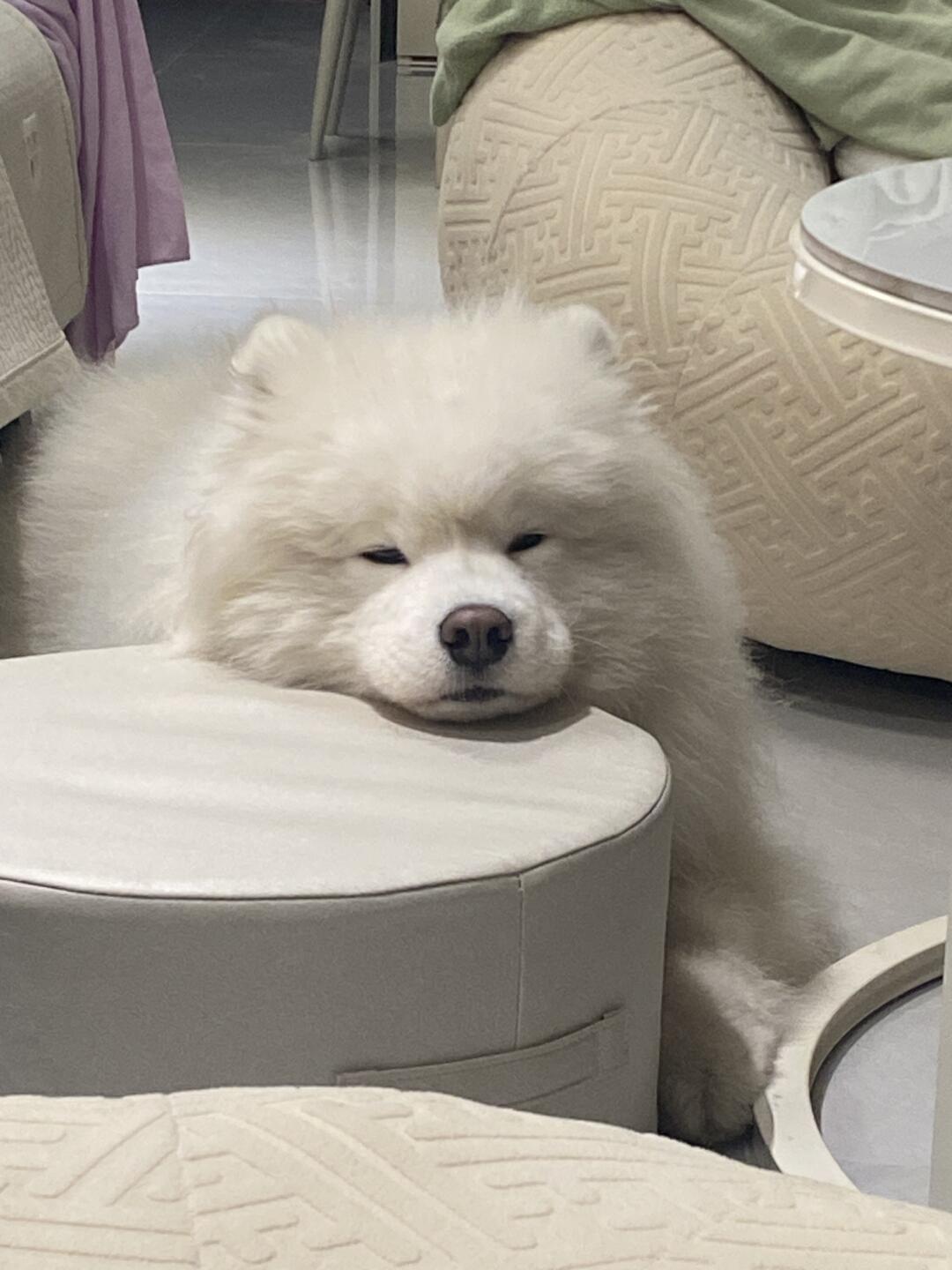 打瞌睡小狗 不愧是我们倒数第一哦