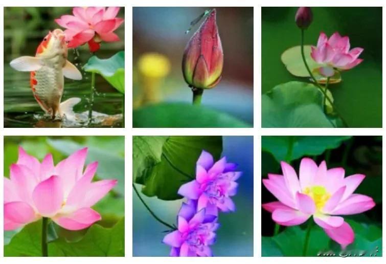 【天净沙·隔岸观荷】
文/风鸽（张晓峰）
一
池塘菡萏妖娆，风吹摇曳纤腰。
花气