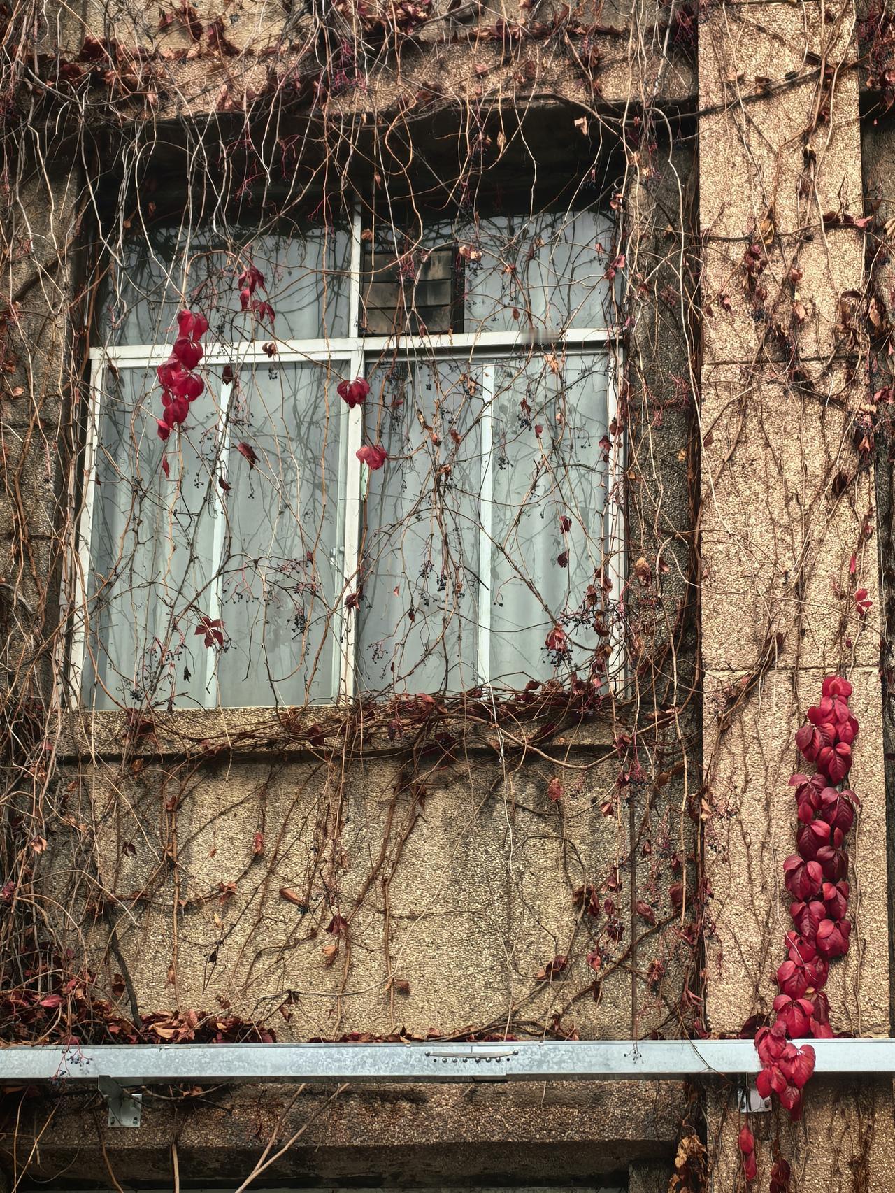 晒图笔记大赛墙面上，爬山虎的枯叶早已失了往日的浓绿，一片片蜷缩、枯褐，在风里打着