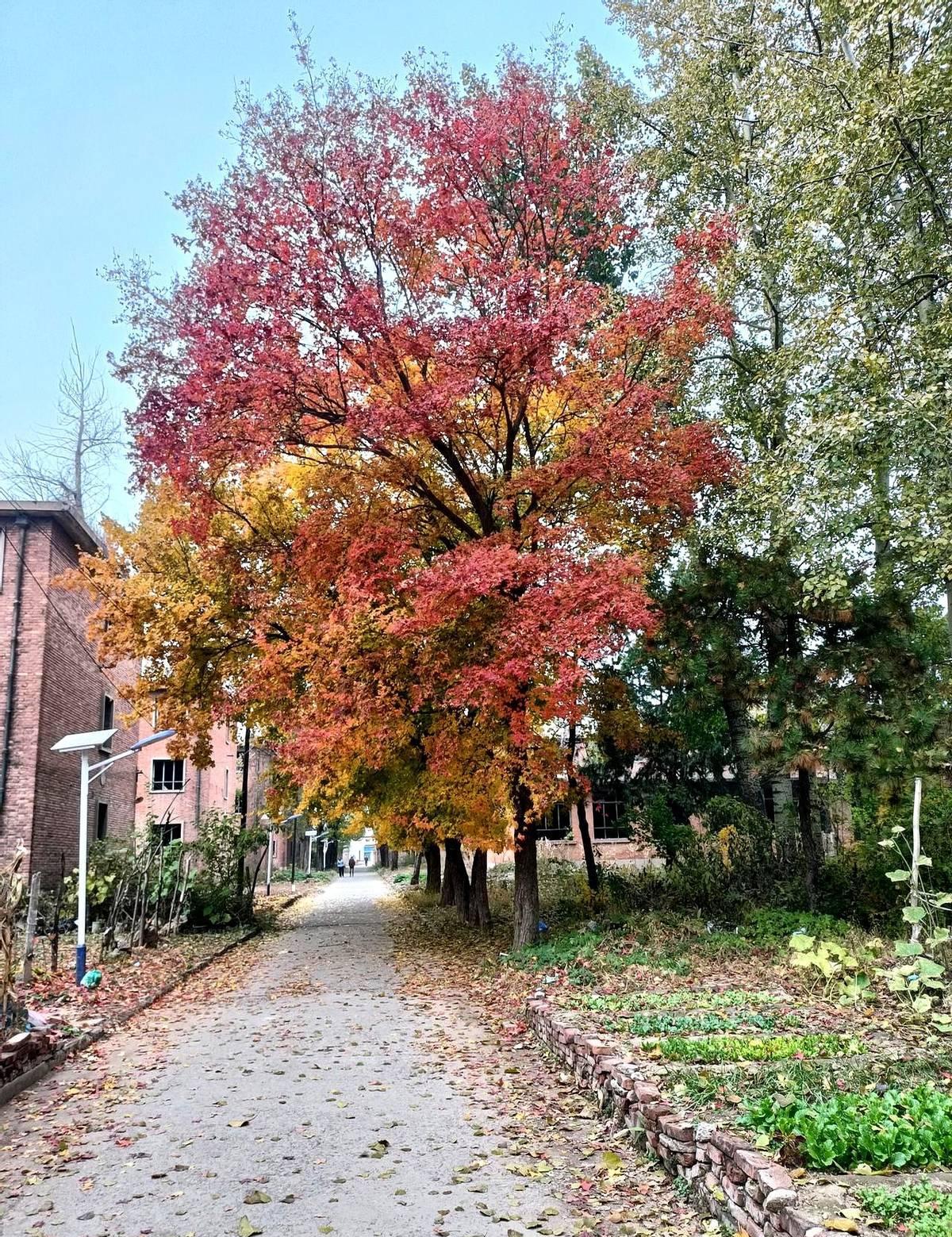 “45岁，没学历，工厂不要，外卖嫌老，还能去哪儿？
”
隔壁楼的老赵上周也这