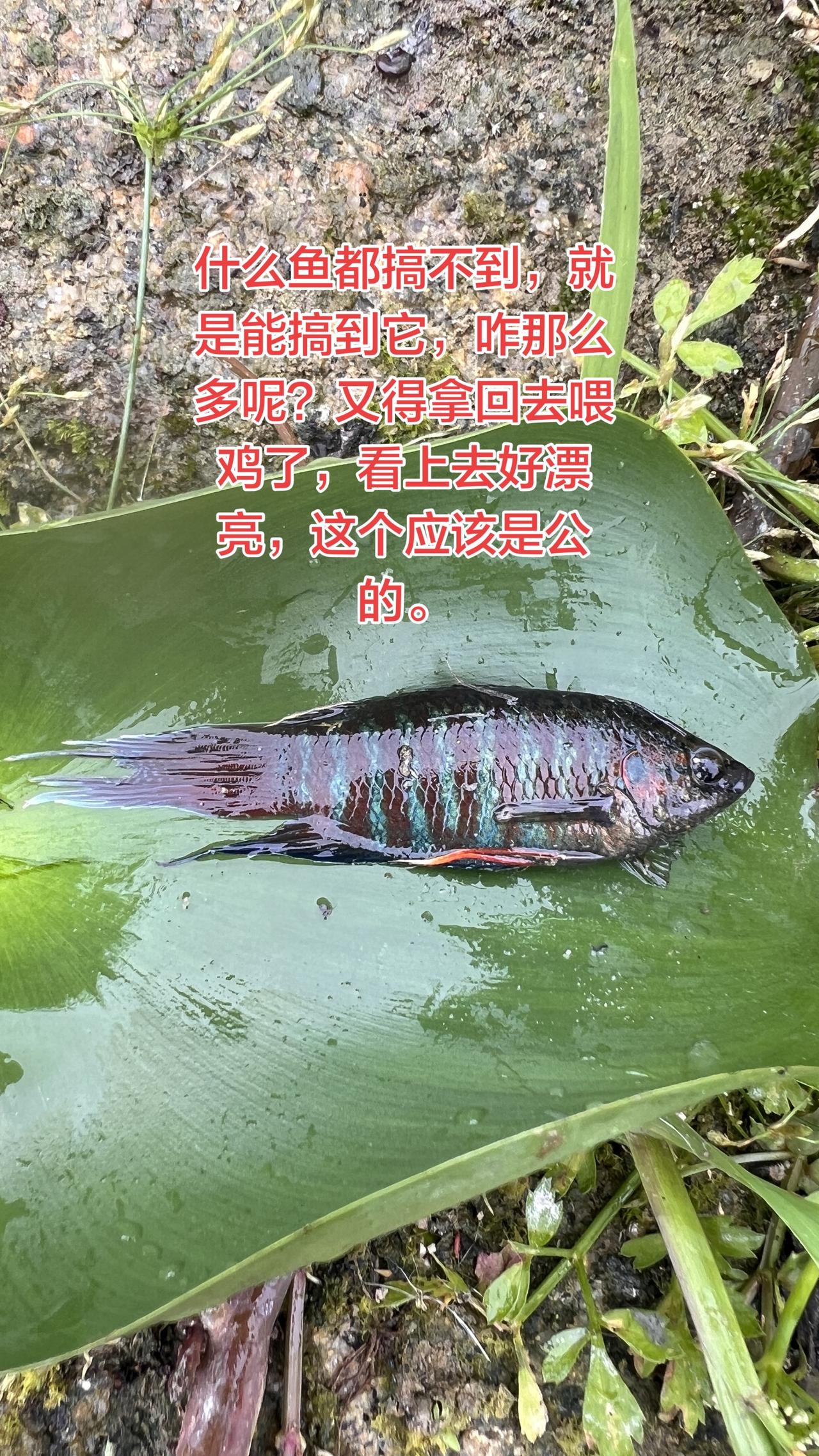 全是那么好看的鱼，都得拿回去喂鸡了，啥都搞不到，就是搞到它有什么用呢？人家说15