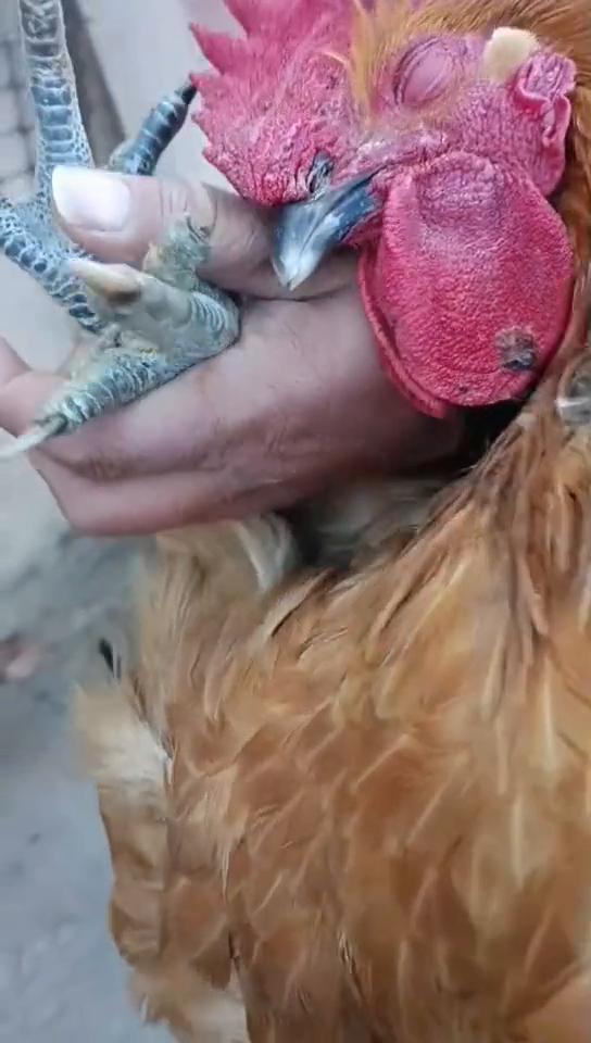 弄起来，再绑起来都这样了，给它放平行吗？它真会装，感觉自己按小鸡装，搜出来给它放