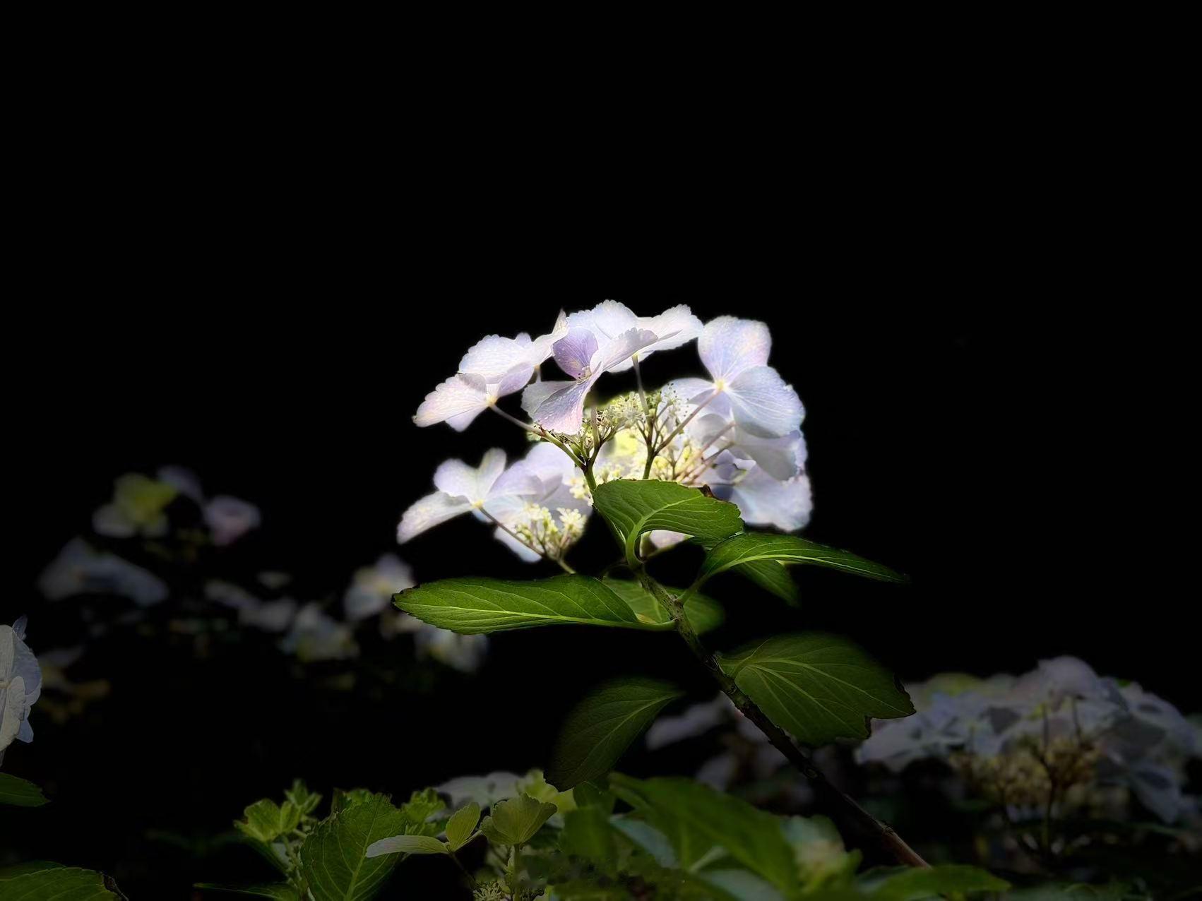 总在记忆里 （1600）：至今，宋昊然大画家走了1600天，他在网络世界里已重生