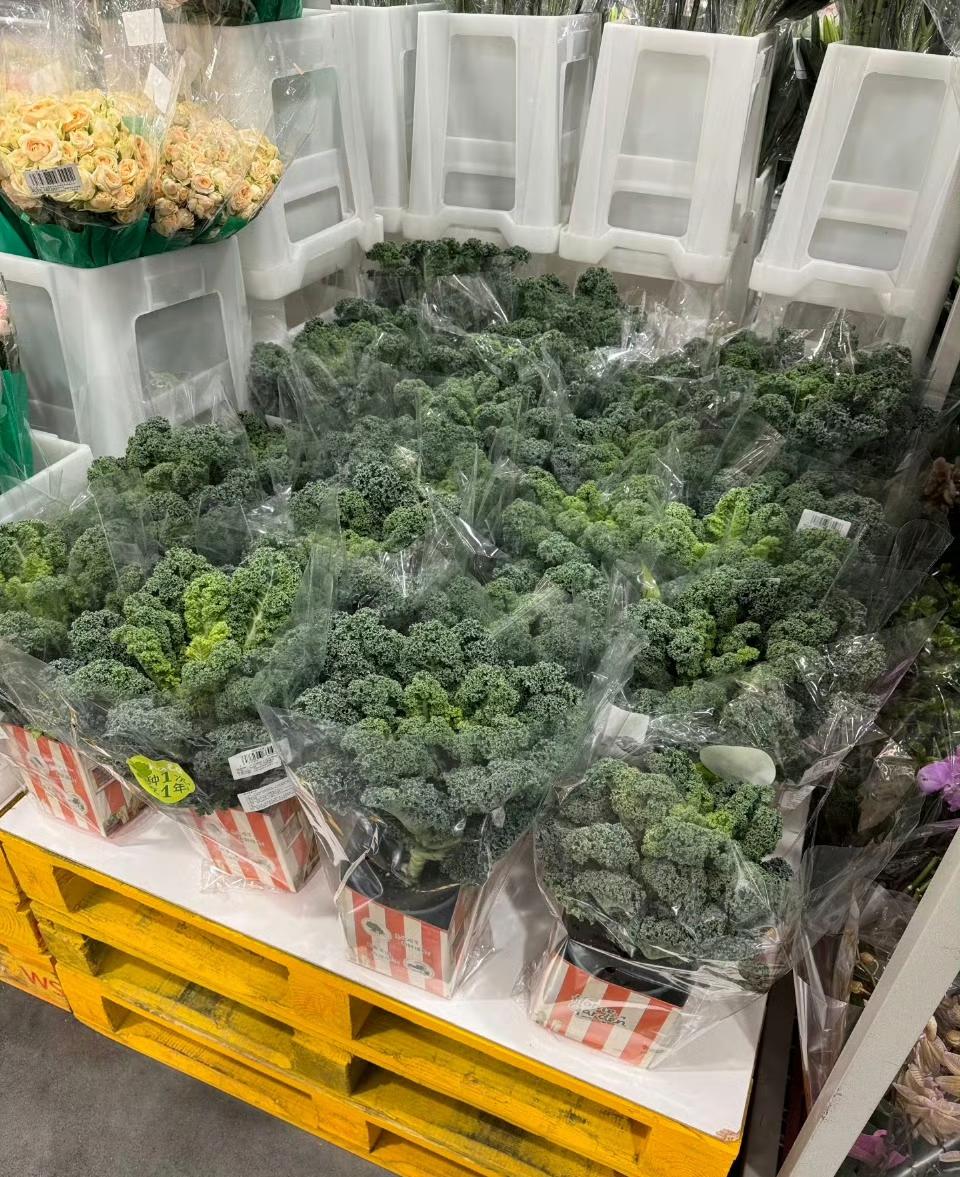 终于弄明白了！为什么山姆29.9元羽衣甘蓝盆栽会被抢空？不是年轻人突然间想种菜了