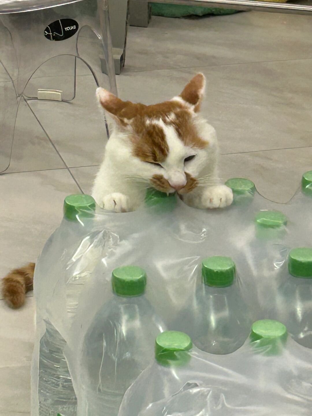 天气太热，小猫居然会主动给麻麻拆水喝 ​​​