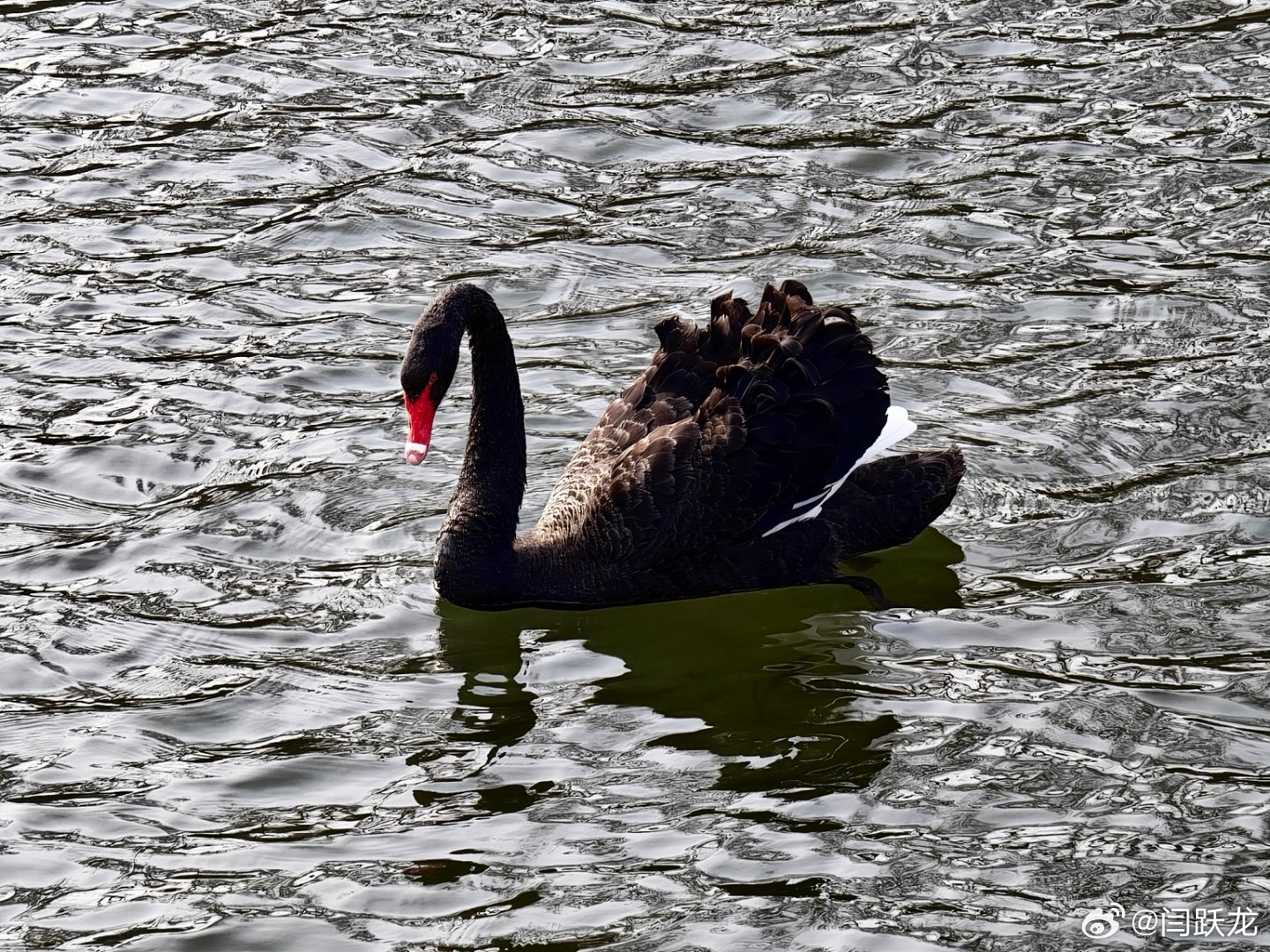 又来圆明园了，看白骨顶大自然 北京·圆明园