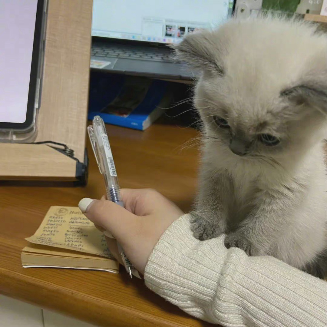 真的不陪小猫咪玩么！！ ​​​