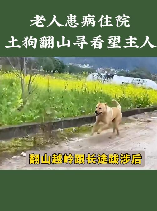 破防！田园犬翻山两天一夜，独自闯县城医院探望住院主人
 
谁能不被这只中华田园犬