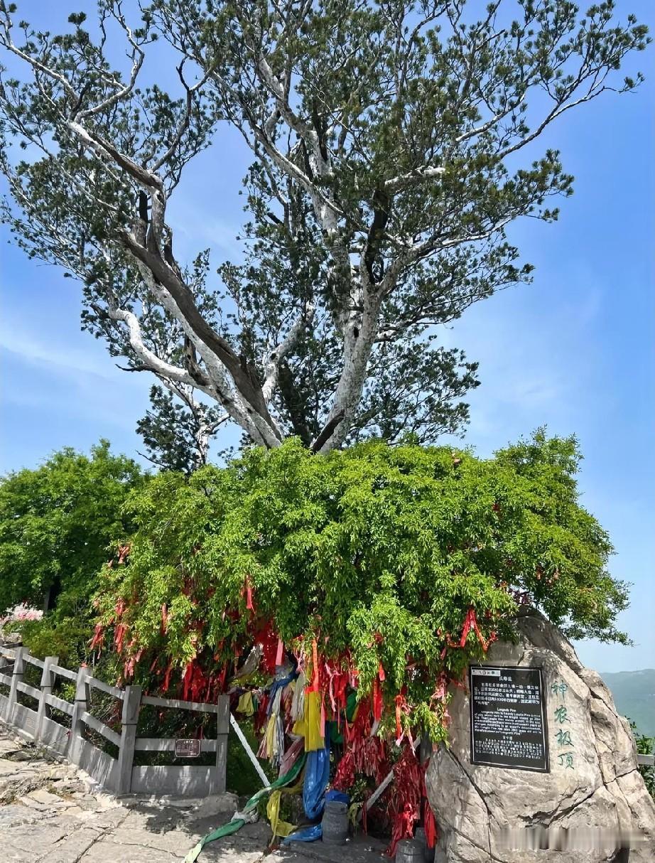 南太行雄峙，神农隐翠峦。
千林遮暑日，一水送清寒。
飞瀑沿崖落，灵泉绕石盘。
儒