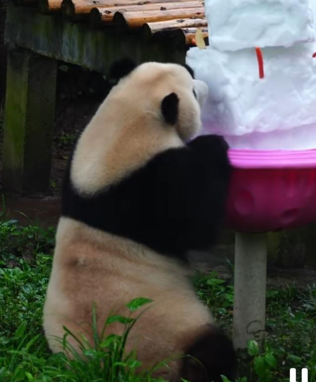 🐼渝爱太聪明了，脑袋瓜思考问题转得飞快，确实可以和爱因斯坦相提并论！[星星眼]