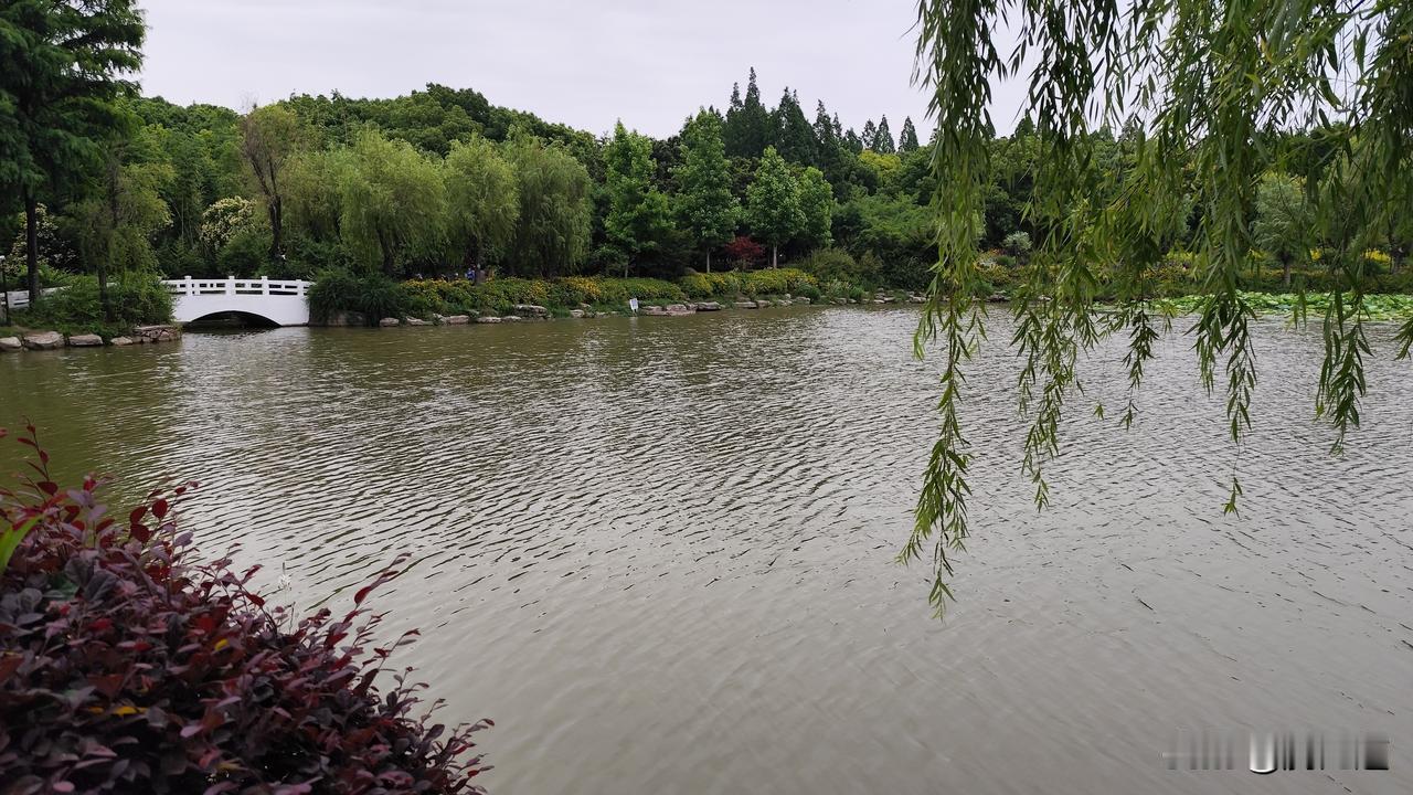 分享一张最近随手拍的照片湖水徽波柳丝长