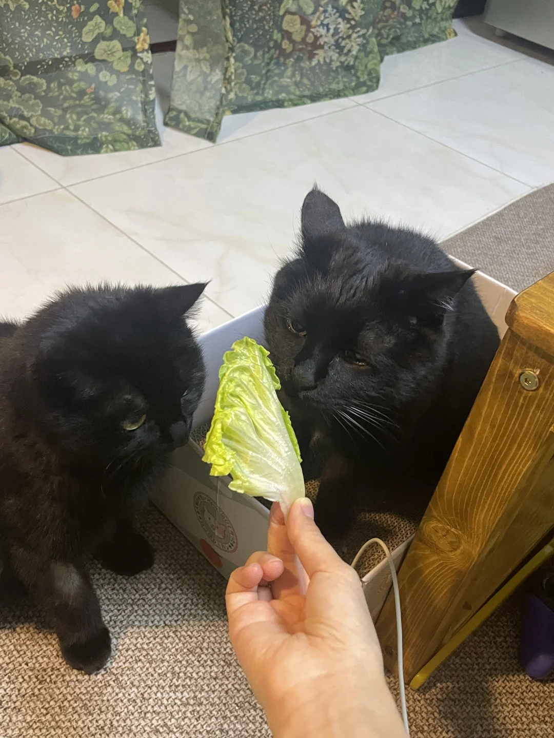 一个家里养出来的都是同款显眼包