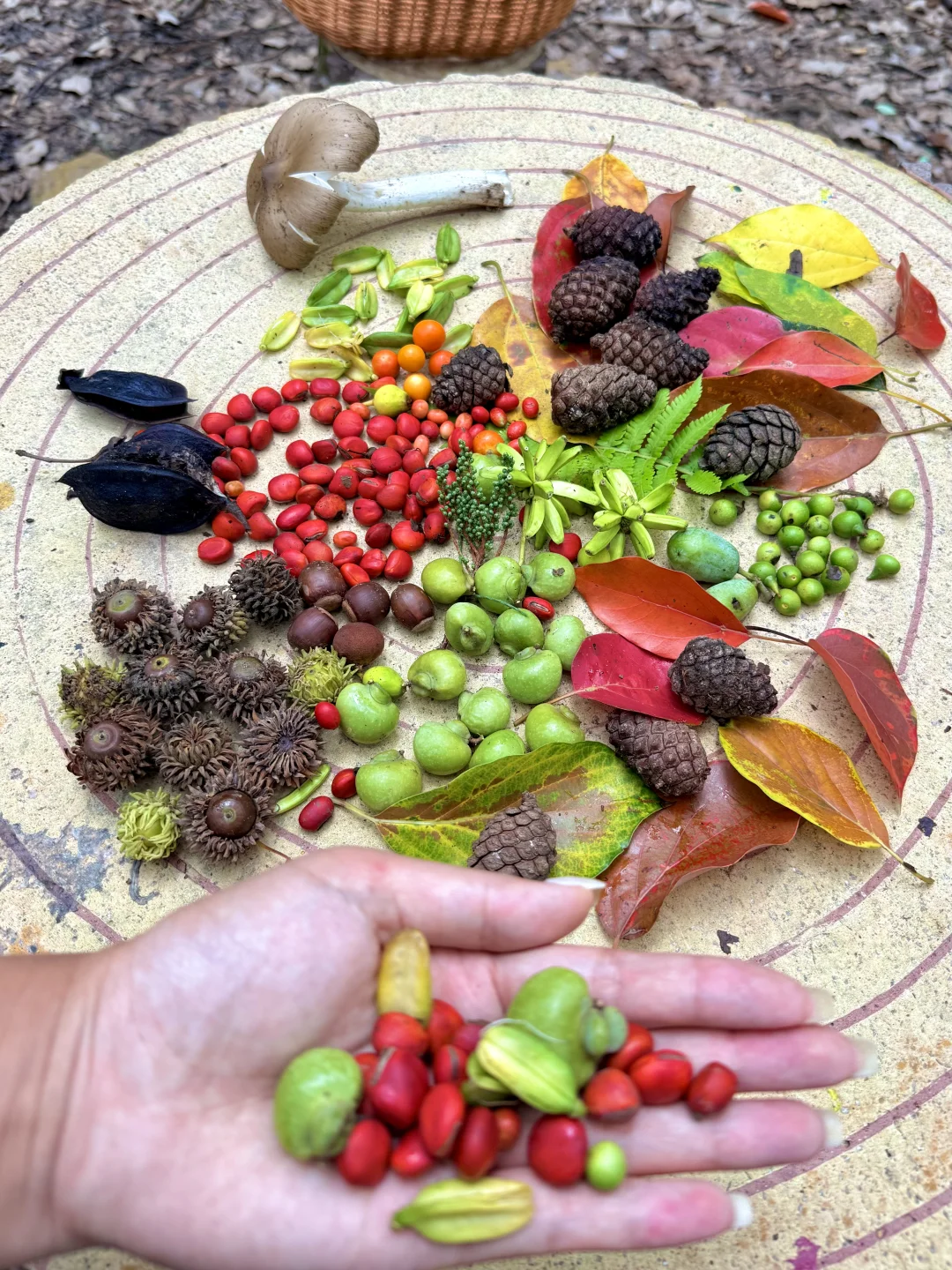 9.6live实拍！！我在成都捡了一整个秋天🍂