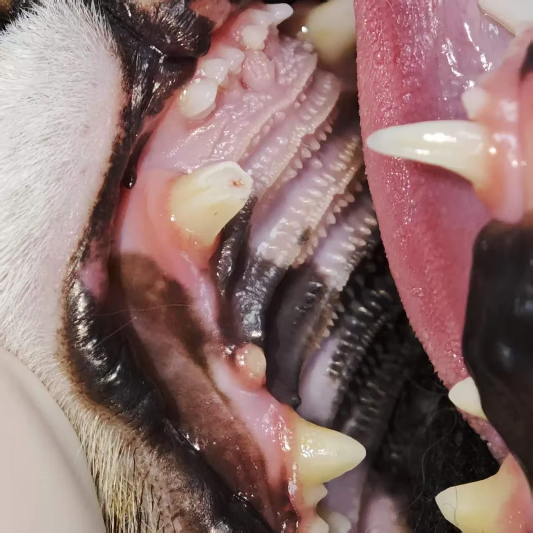 猫的犬齿齿折非常常见，根管治疗