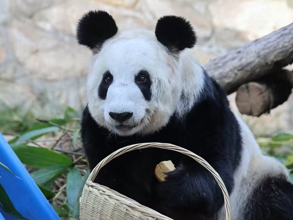 最萌丫出场，次次都不同！呱唧呱唧。。。来看丫丫的寻宝记丫丫