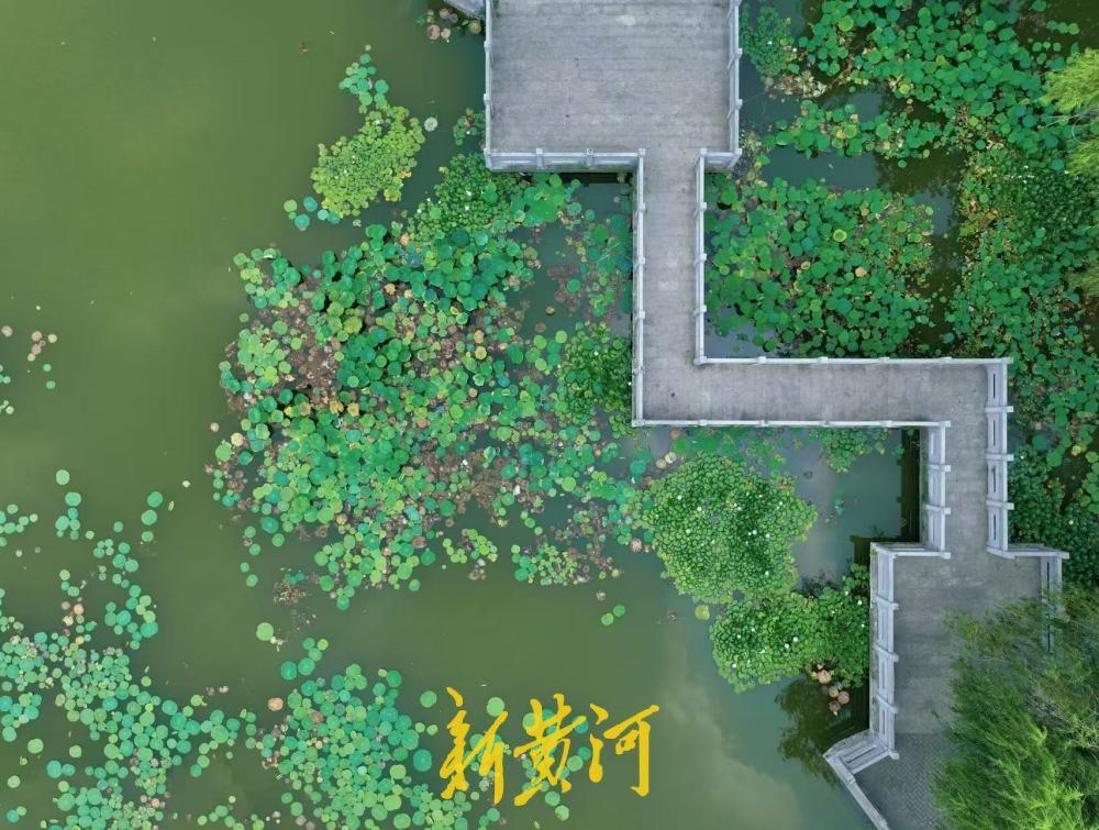 7月20日，盛夏三伏，暑意融融，济南无影潭公园草木繁盛、绿意翻涌，在闹市一隅构筑