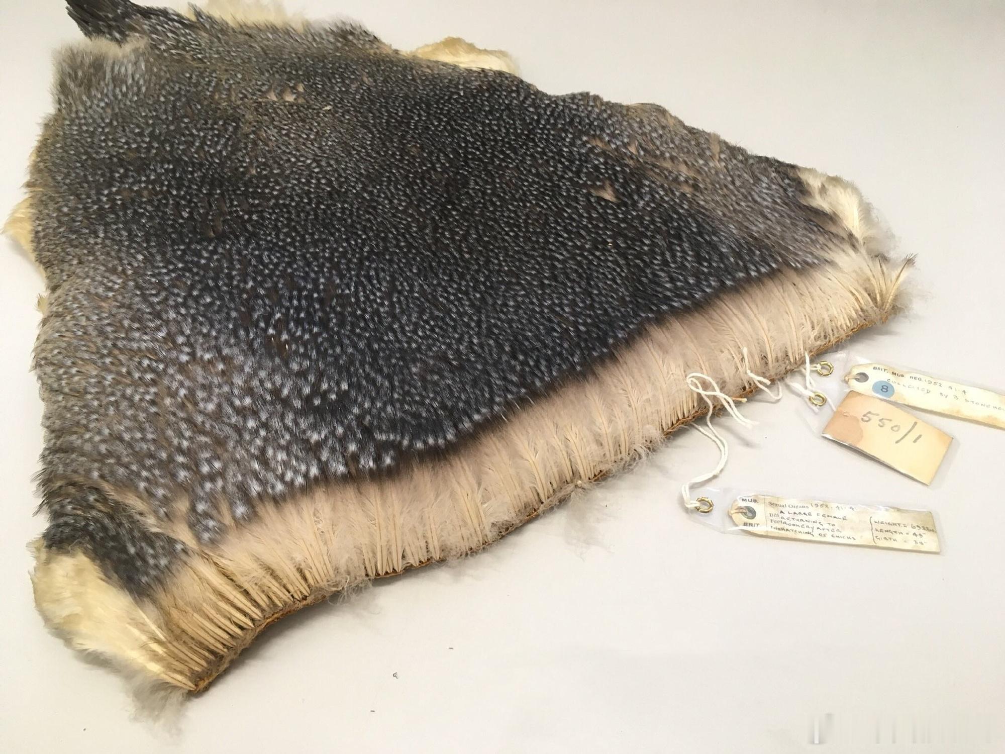 帝企鹅🐧的羽毛 ​​​