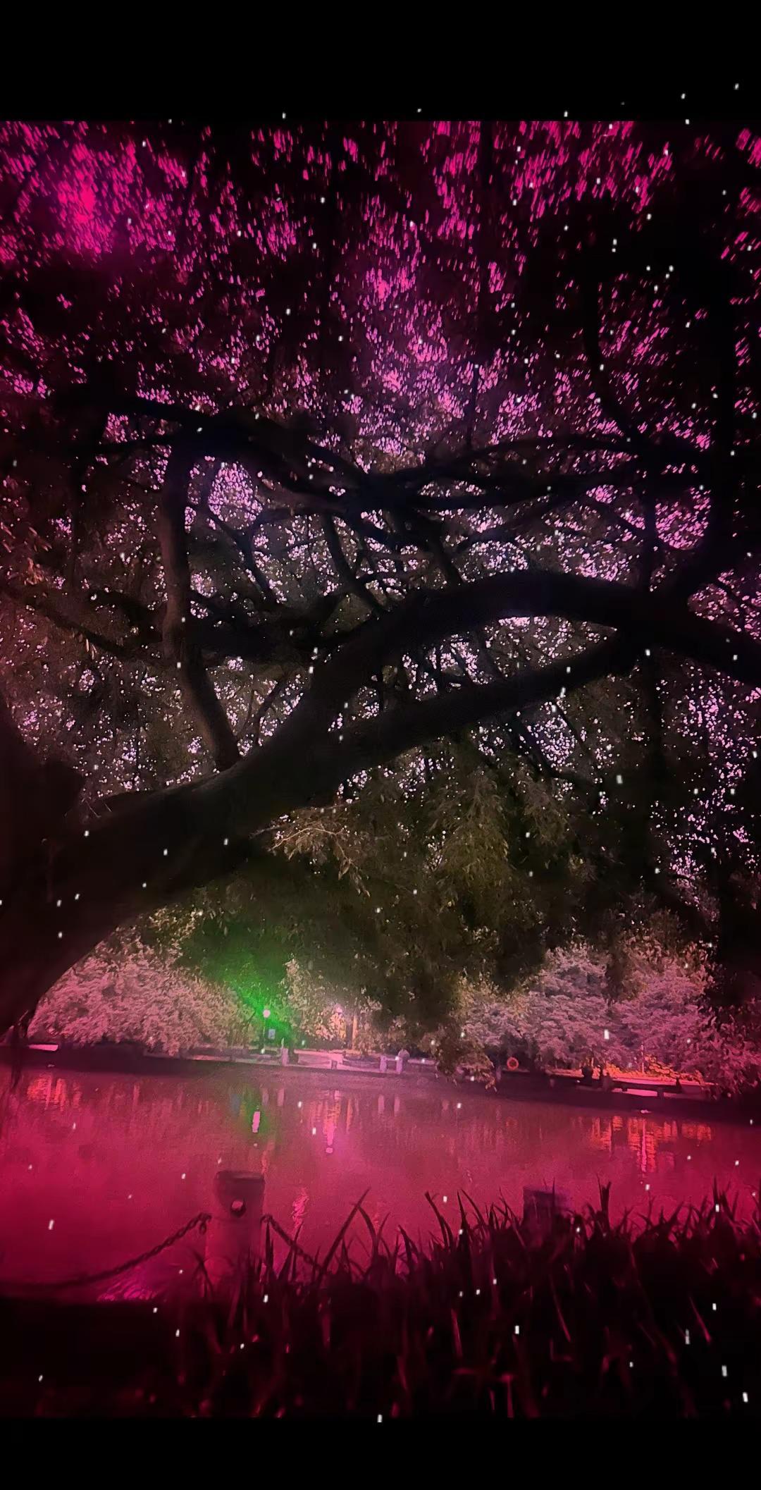 感受夜晚的安静与心灵的碰撞 夜晚的树和灯光 湖中树