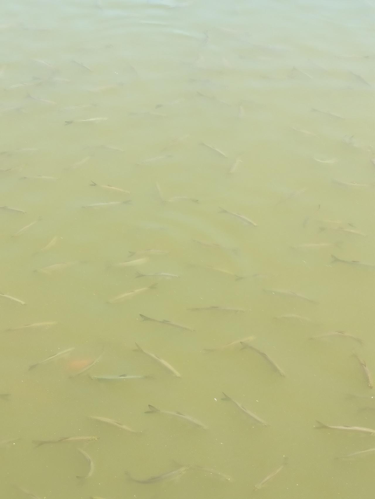 我拍的这个图，没什么颜色，但是这里边可是有一群鱼哦。
你需要仔细看，因为这是公园