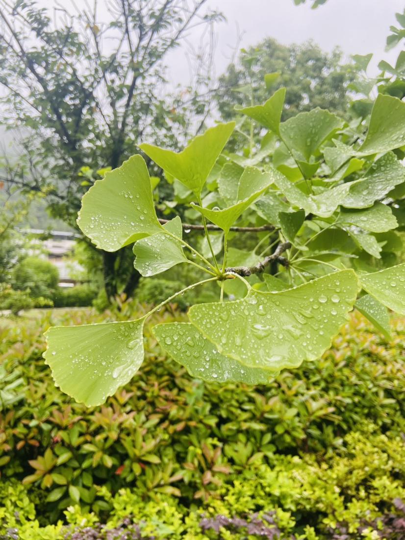 两夜一天的雨停了……雨后清新的空气随风从推开的窗户飘散进来。

我想，是否该出去