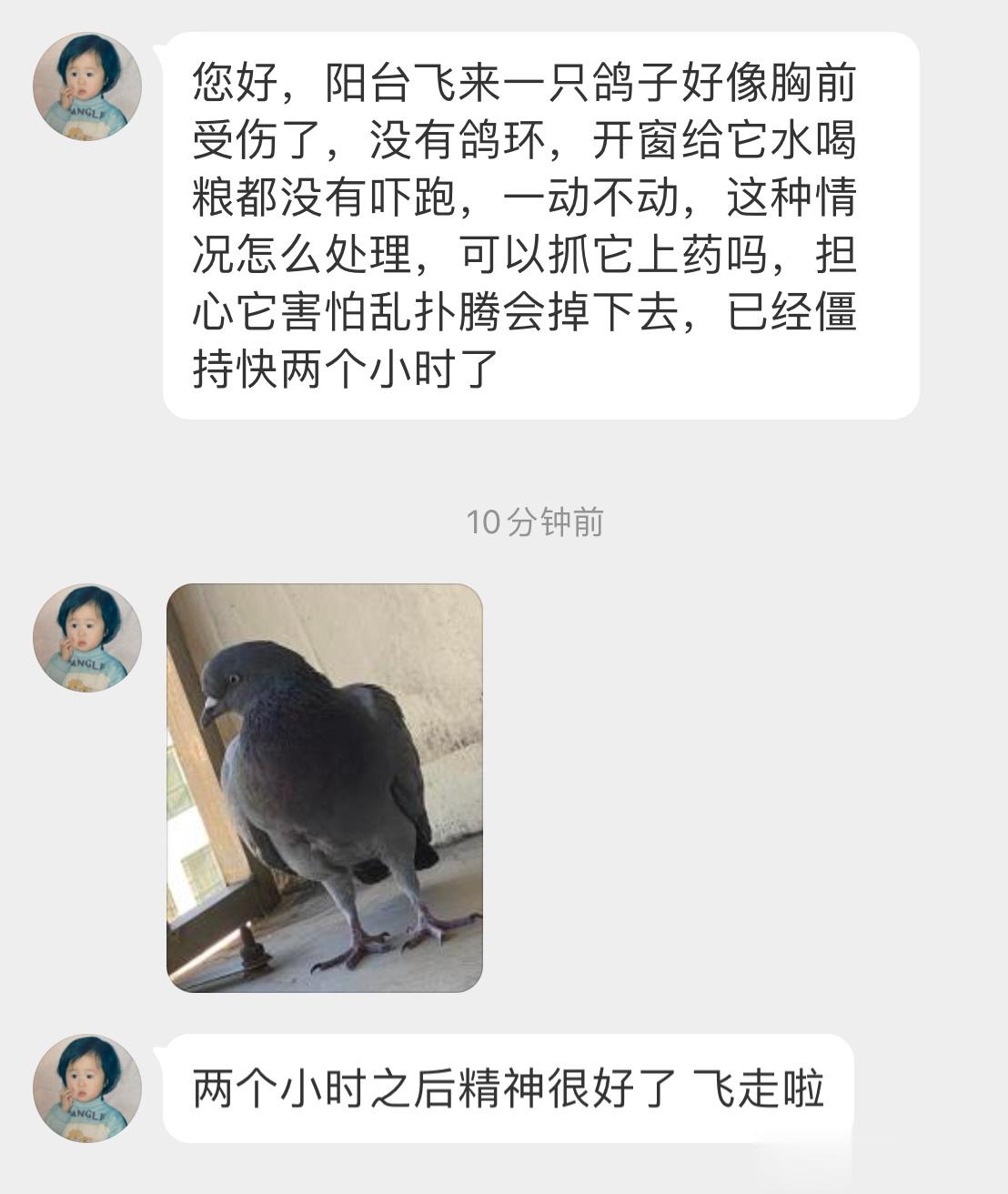 窗台飞来一只咕咕它好强壮💪🏻的样子！ ​​​