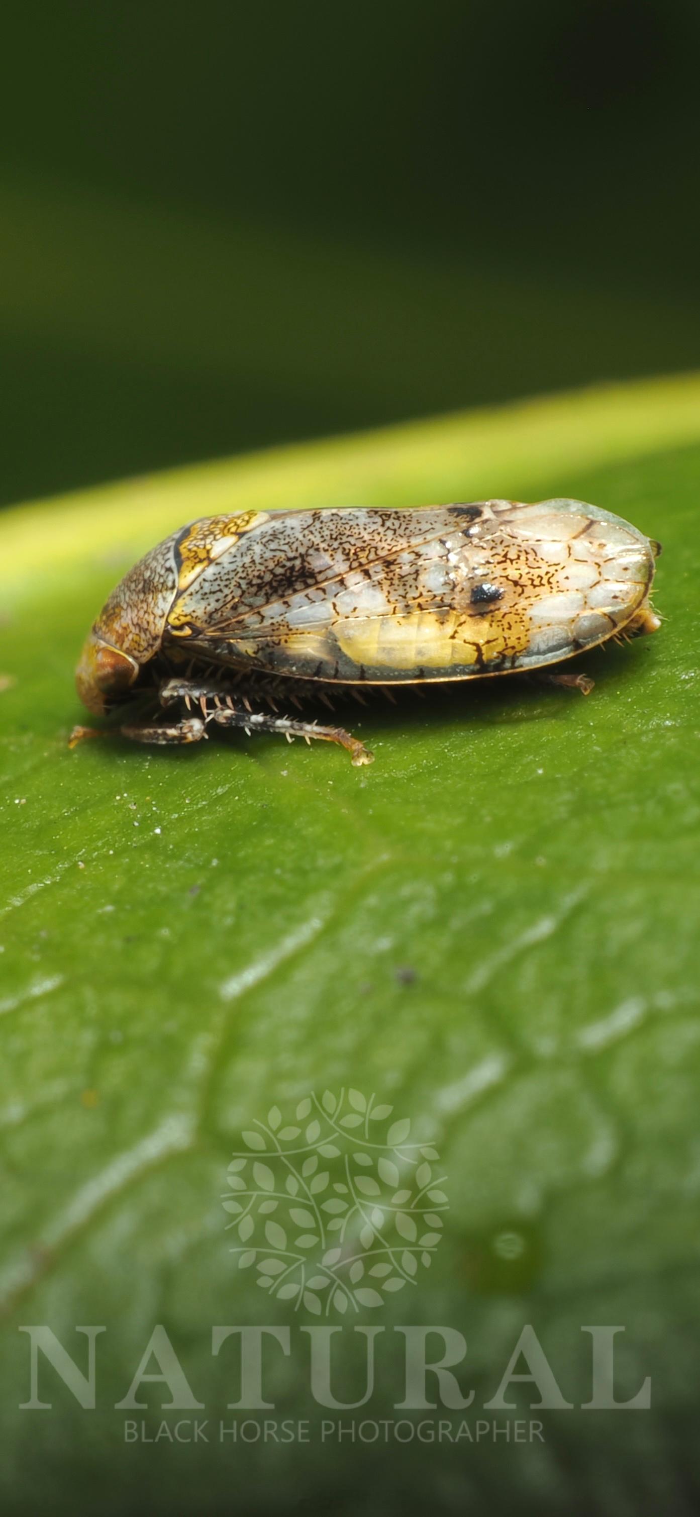 茶扁叶蝉 Chanohirata theae 