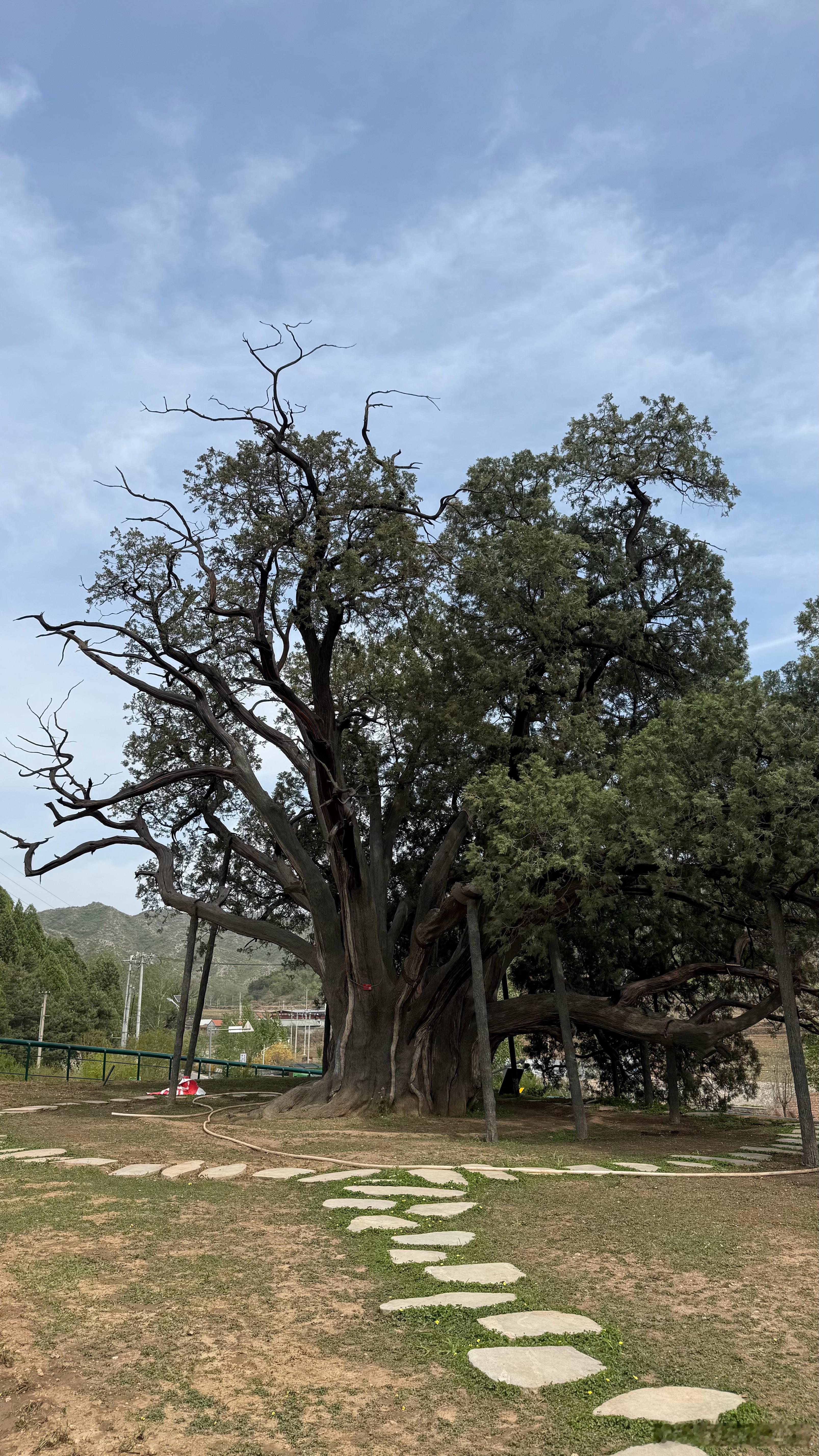 3500年的古柏树，写满了历史与沧桑…… 