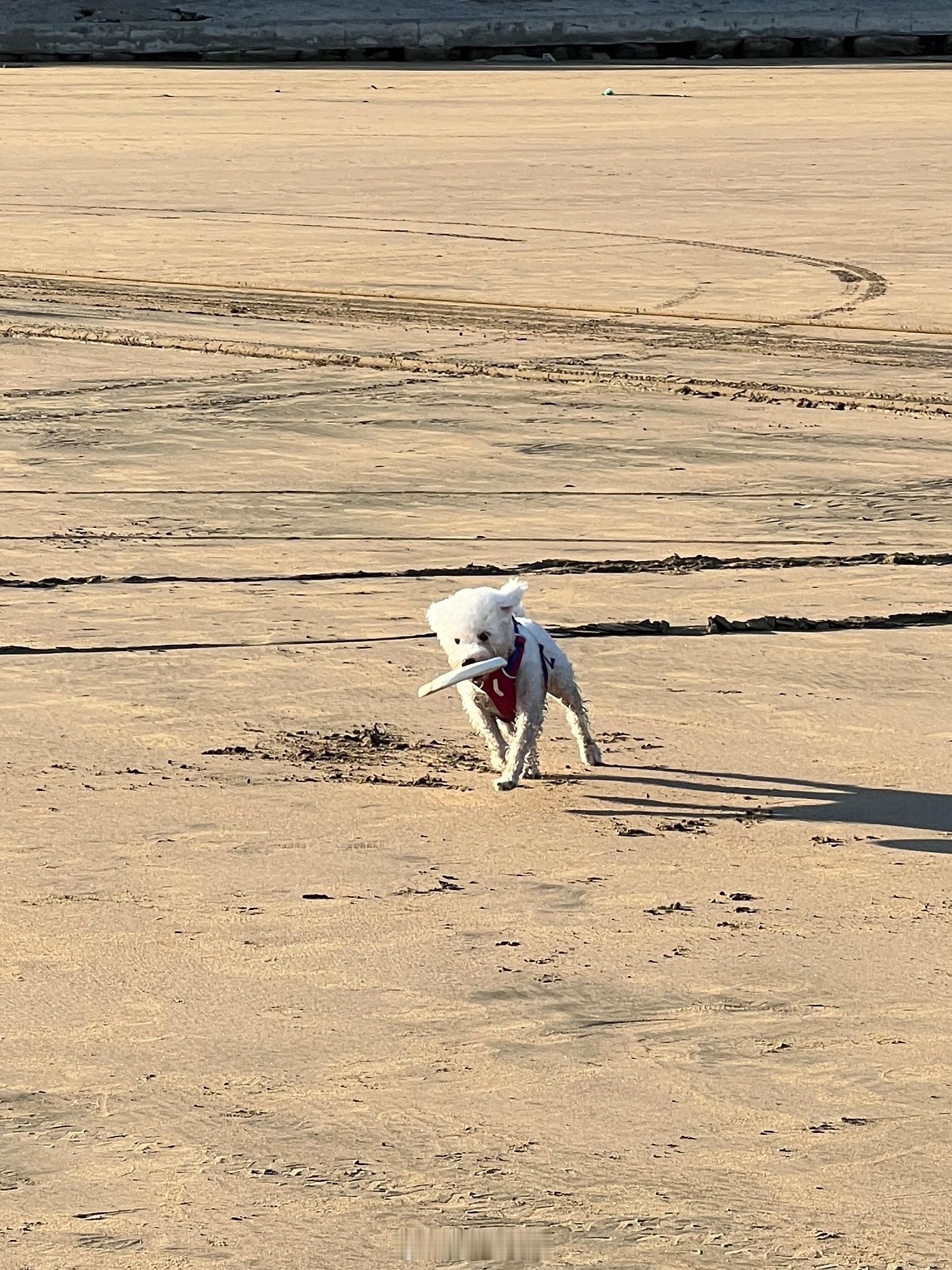 带小登来看海了🌊 ​​​