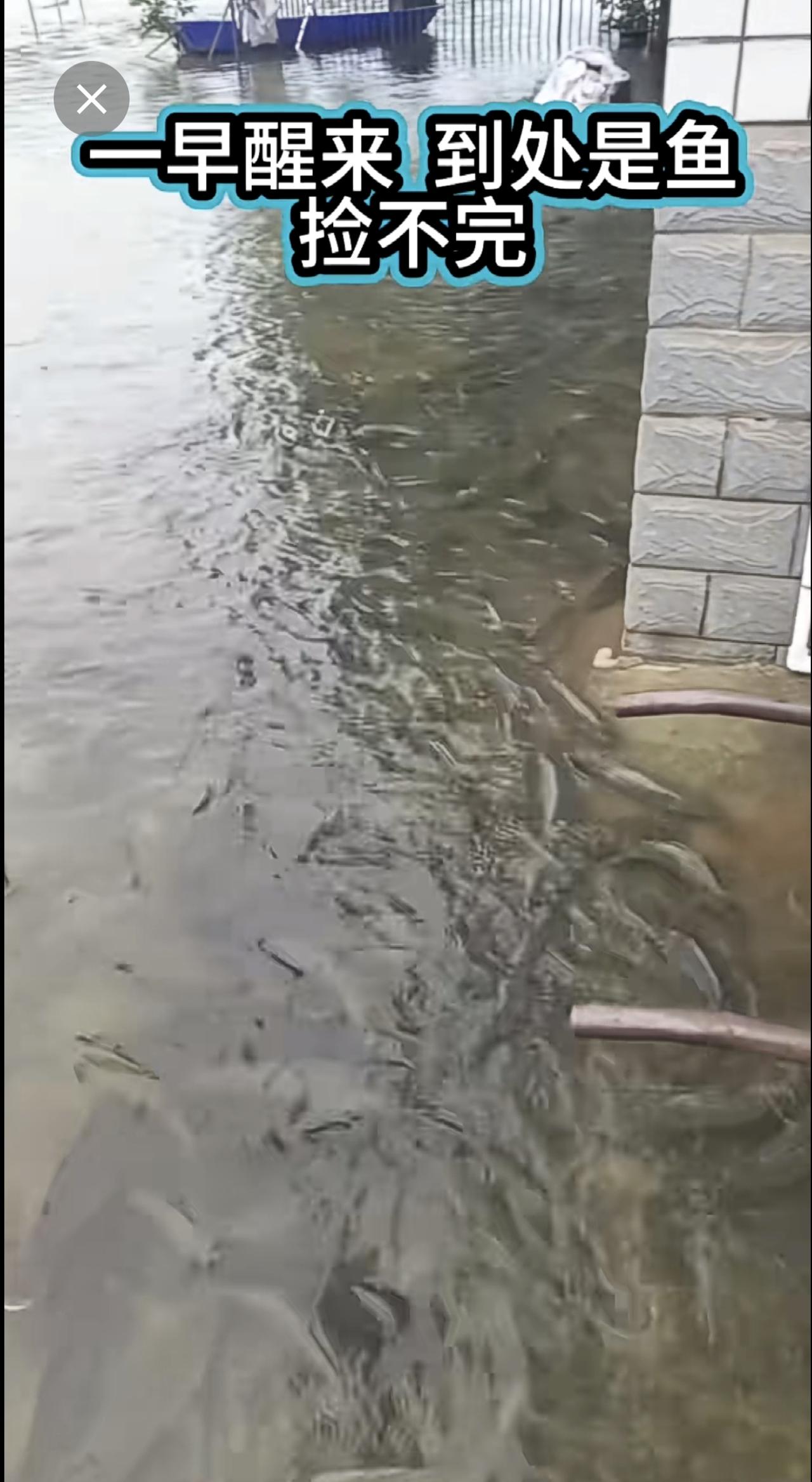 每当下大雨就有捡不完的鱼[流泪]