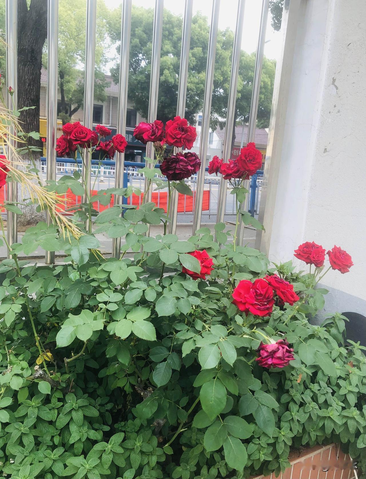 晒图笔记大赛路边的月季花、芍药花与月见草，随手一拍都好看！