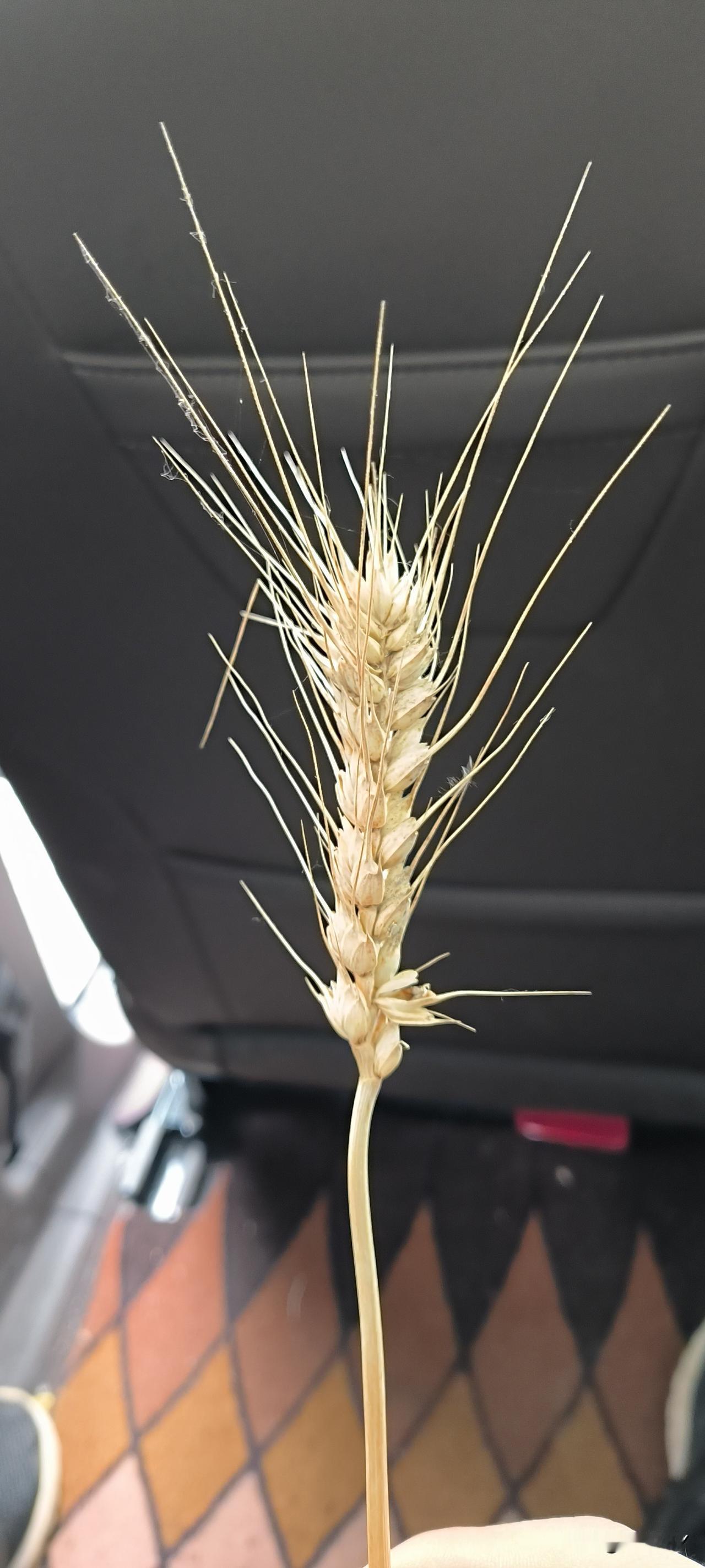 第一次见到成熟后的一粒麦穗 小麦穗
