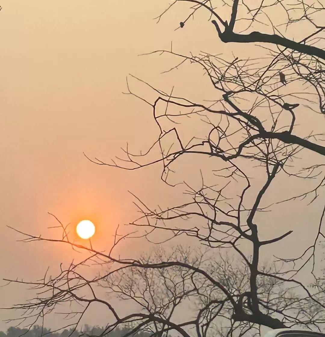 夕阳余晖透过枯枝，
温暖而静谧。
夕阳与树木