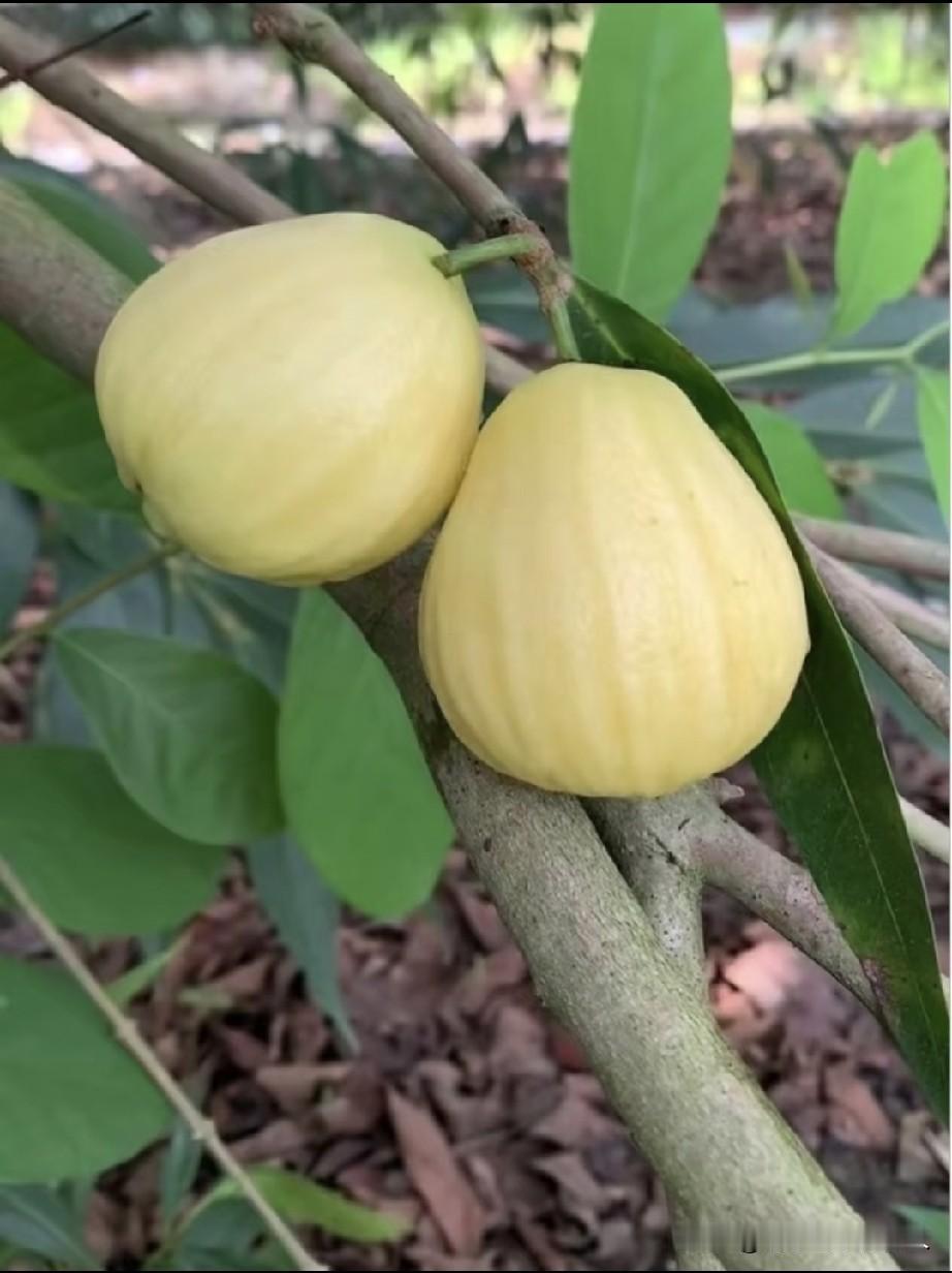 啥东东？能吃吗
