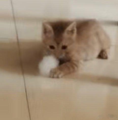 小猫的治愈力不得了。我妈可反对我养🐱了，为了不让我养猫，还给我写了小作文。结果