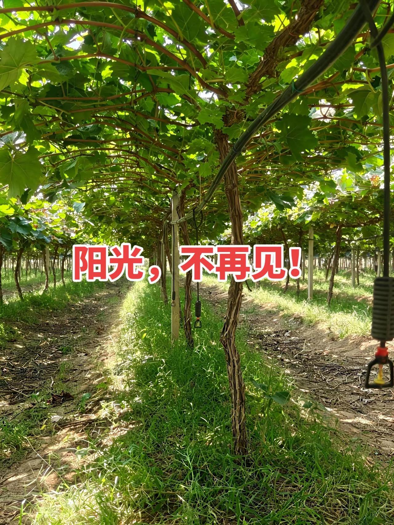 阳光，不再见！专注适合本地，品质好的小众品种。阳光玫瑰