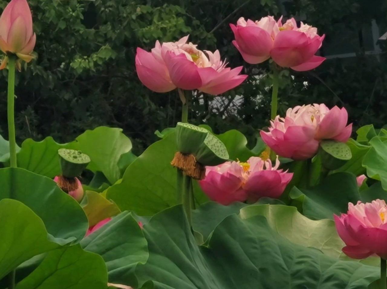 端午赏莲（山东泰安/牟英姿）
清池照影露华浓，碧水红莲相映中。
翠鸟啼得风柳软，