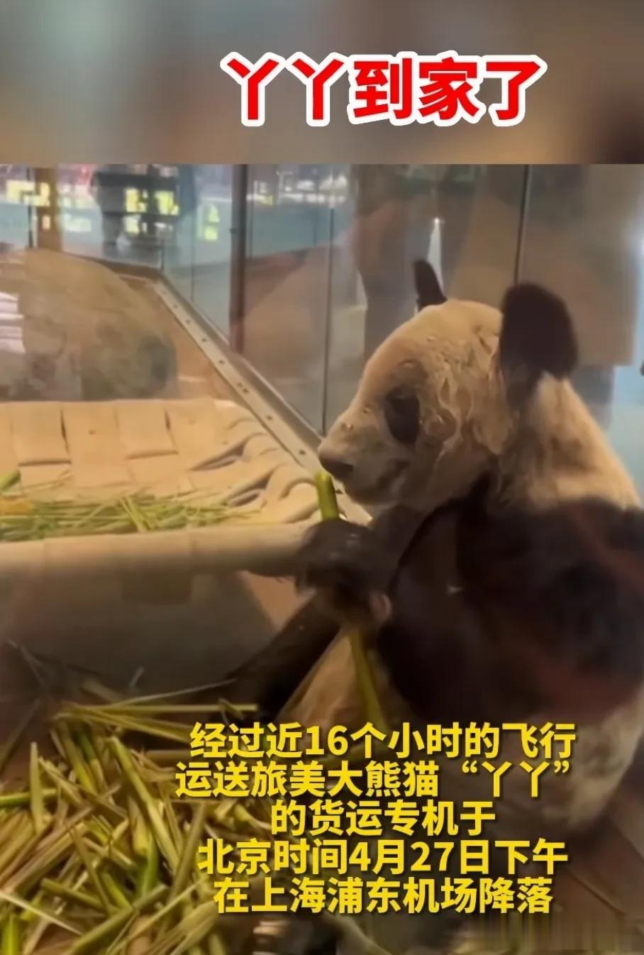 20年的“背井离乡”却换来了满身的伤痕累累，我们还要继续把国宝送到国外吗？

据