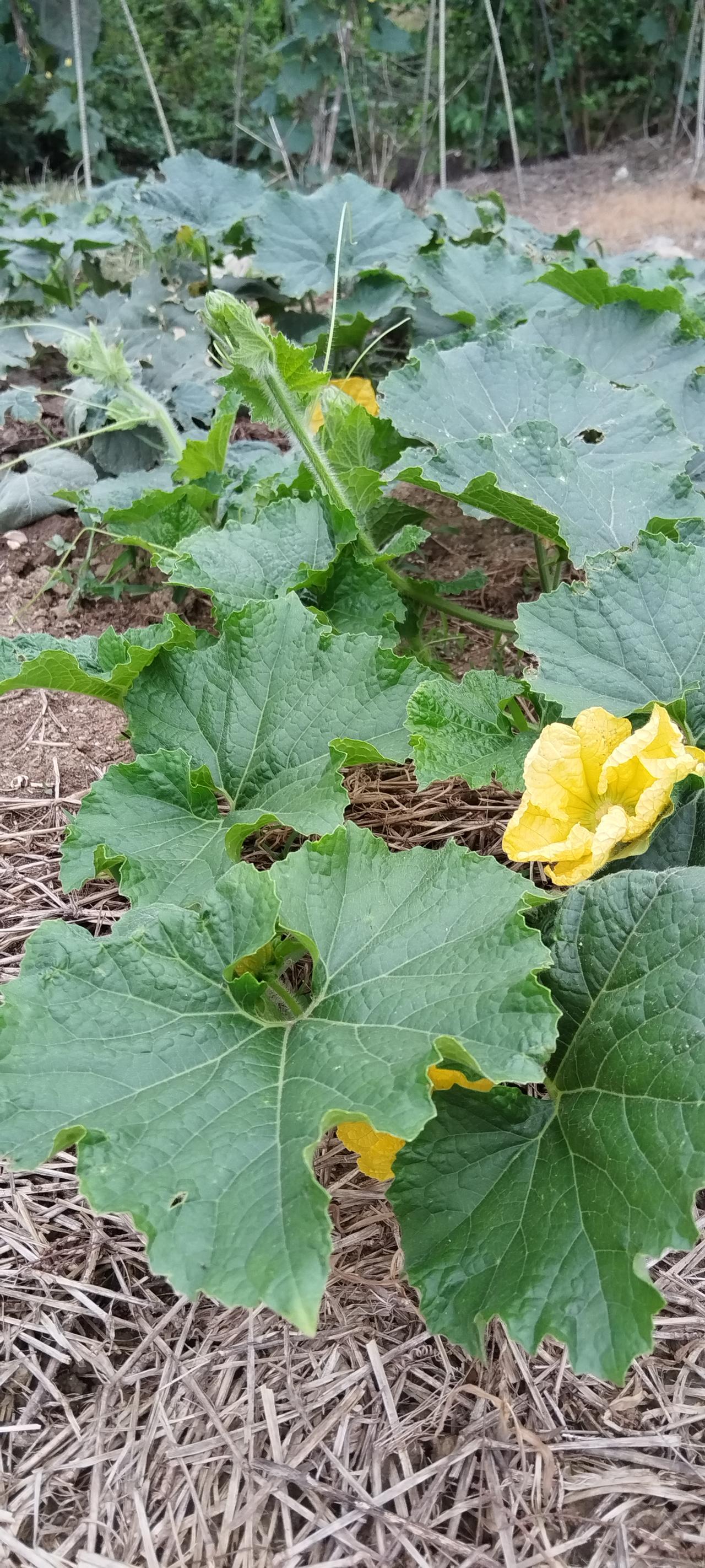 冬瓜开花了。