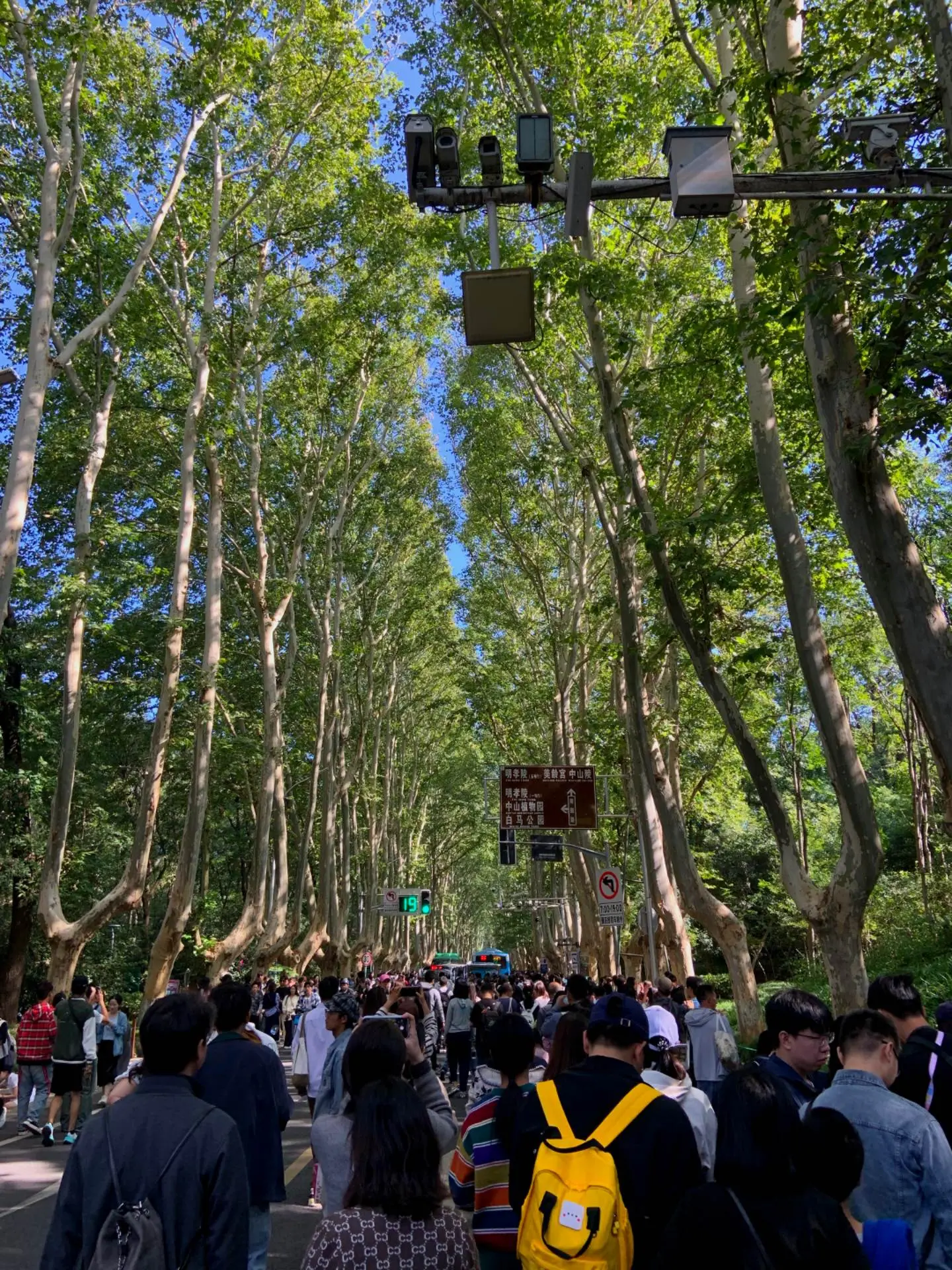 南京满街飘香的桂花味。