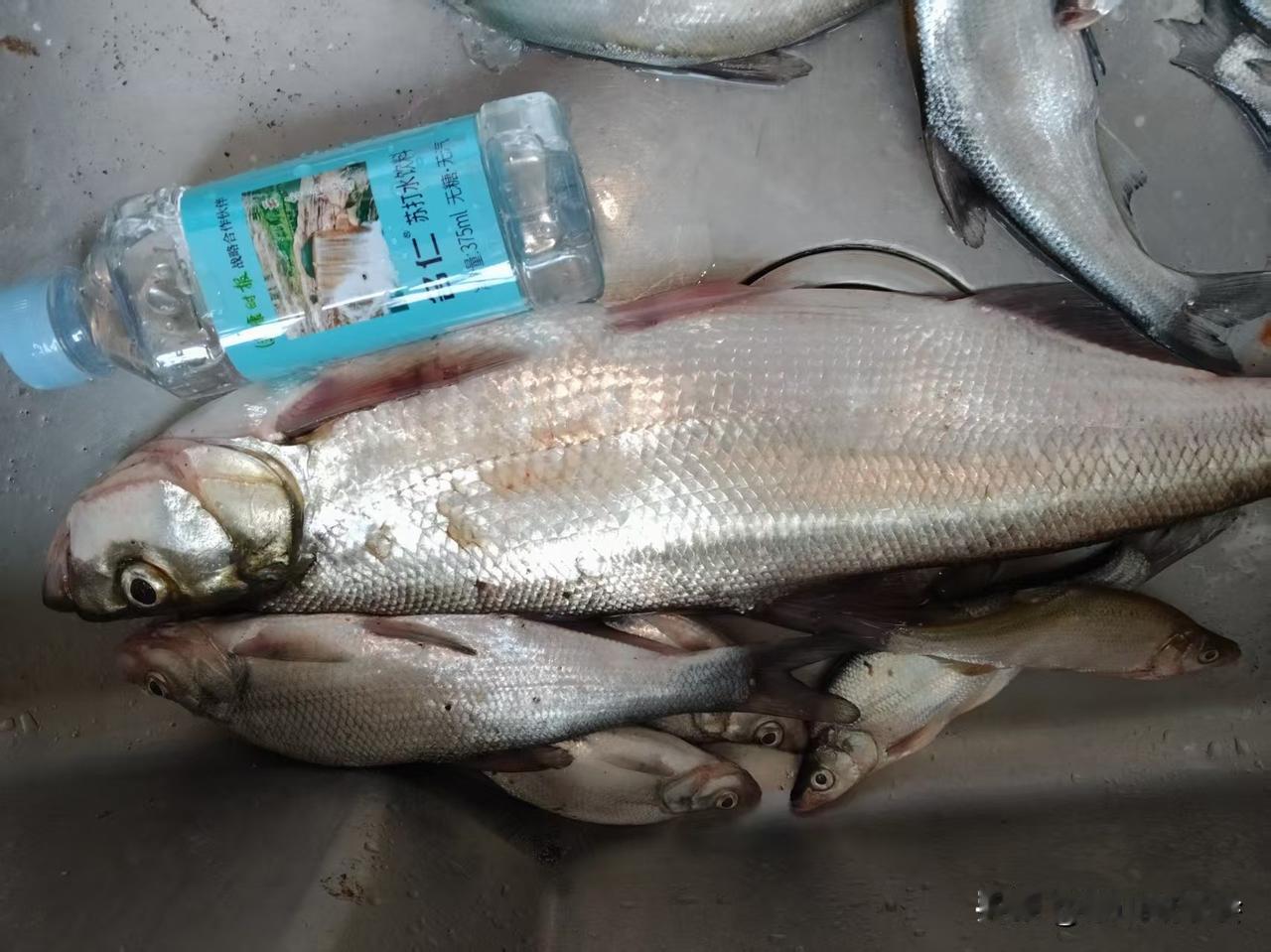 临沂的河里也有米翘了吗？昨天，我同事在费县段的浚河钓了一条3斤多的大翘嘴。以前临