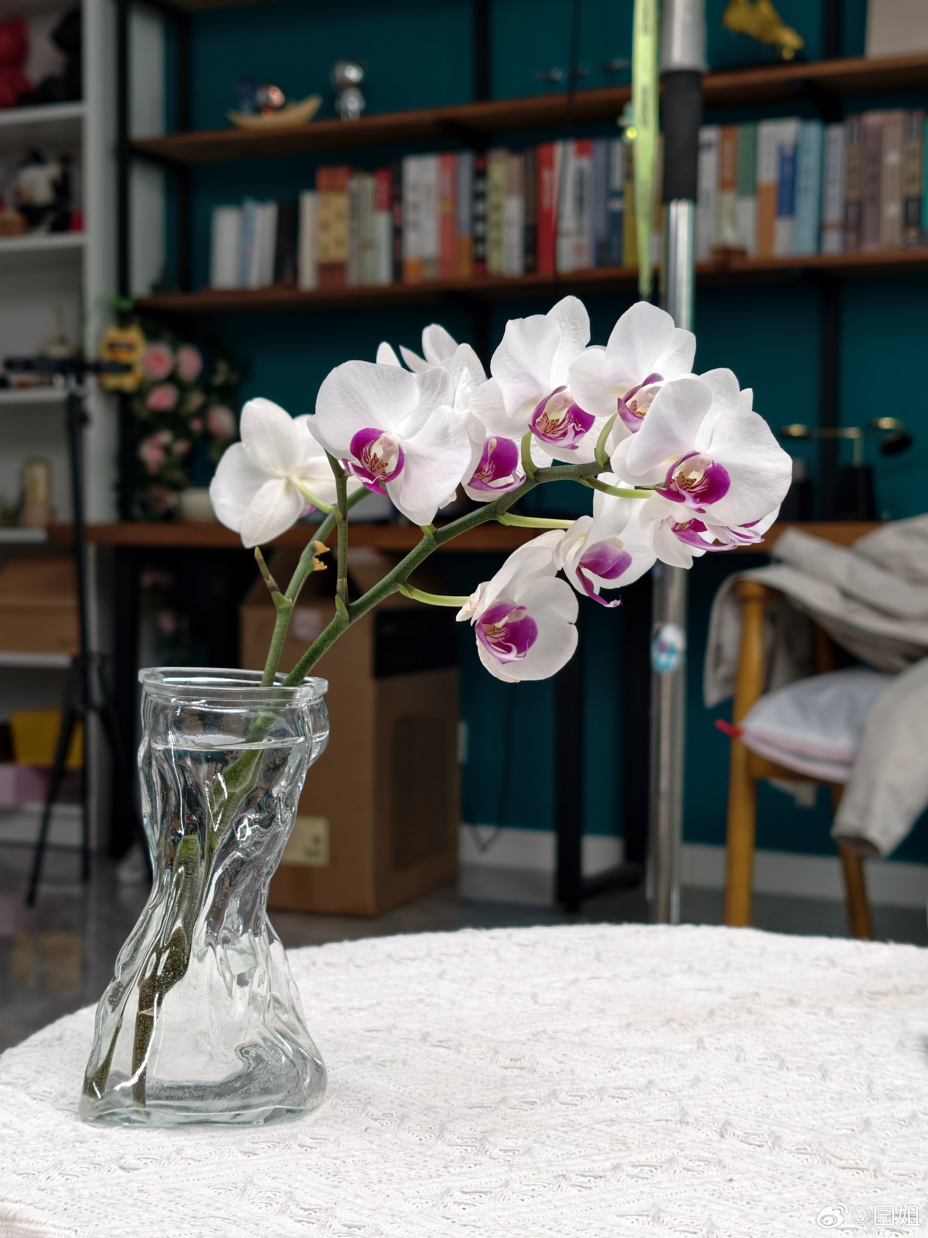 我把我爸养的花偷偷剪下来拿到工作室了，不知道回去会不会挨骂