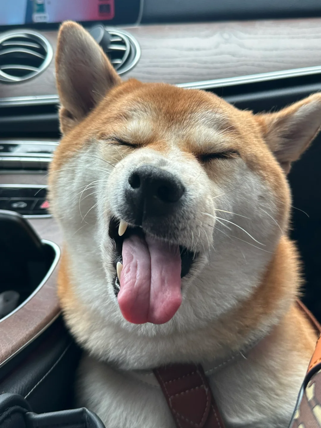为什么小狗的气色这么好！