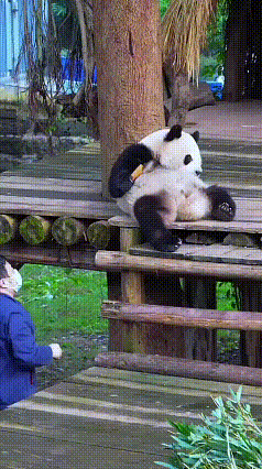 刷到熊猫三妹的这段视频，看得我忍不住笑出声。小家伙舒舒服服靠在木台上，抱着胡萝卜