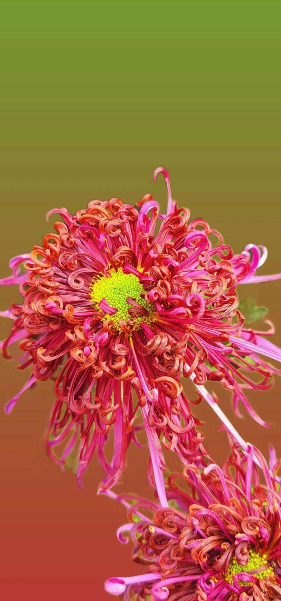 晒图笔记大赛现在菊花的种类越来越多了，我就说不出来这名字叫什么，不过觉得挺好看的