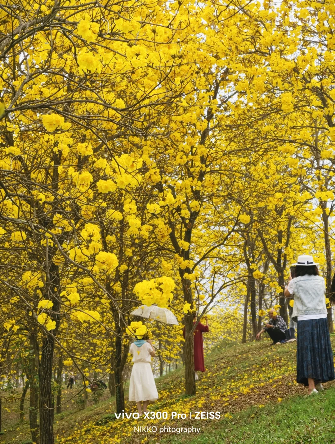 不愧是黄花风铃木的顶流，再不来就没位置咯