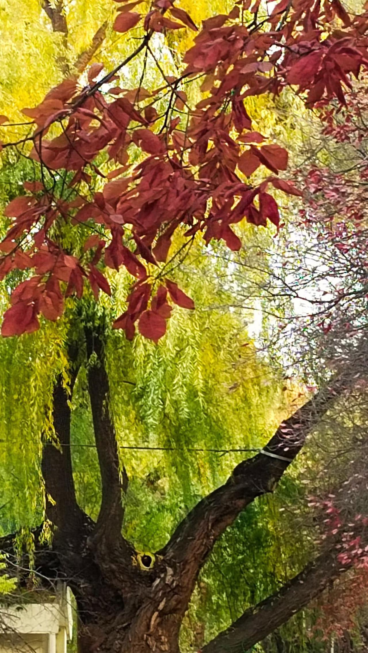 秋意倔强地向冬天漫延，红叶黄叶相映成趣，树影婆娑间，感受大自然的静谧与美好。🍂