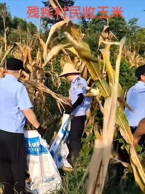 没见过这种警察！湖北，一对残疾夫妻因为化疗而耽误了收玉米，从医院回来后匆匆去地里