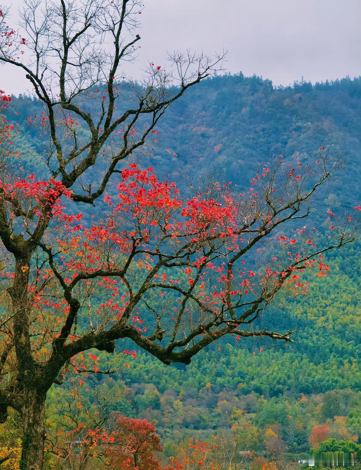 分享图片 ​​​