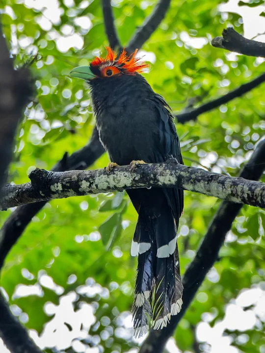 拍到超怪异的红眉大鸟：蓬冠地鹃