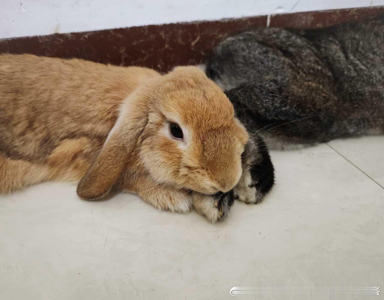 15291🐇🐇【可是我觉得，枕着别兔的脚很舒服呀~】 ​​​